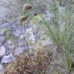 Caladenia sp. at Canberra Central, ACT - suppressed