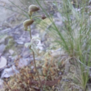 Caladenia sp. at Canberra Central, ACT - 30 Sep 2023