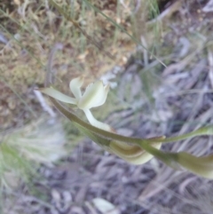 Caladenia sp. at Canberra Central, ACT - suppressed