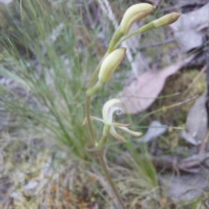 Caladenia sp. at Canberra Central, ACT - 30 Sep 2023