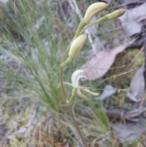 Caladenia sp. at Canberra Central, ACT - suppressed