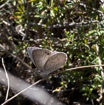 Erina hyacinthina (Varied Dusky-blue) at Jerrabomberra, NSW - 30 Sep 2023 by SteveBorkowskis