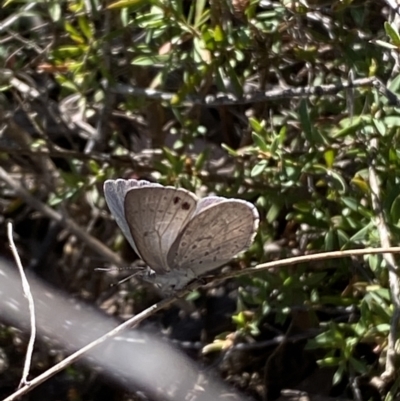 Erina hyacinthina (Varied Dusky-blue) at Mount Jerrabomberra QP - 30 Sep 2023 by Steve_Bok