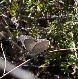 Erina hyacinthina at Jerrabomberra, NSW - 30 Sep 2023