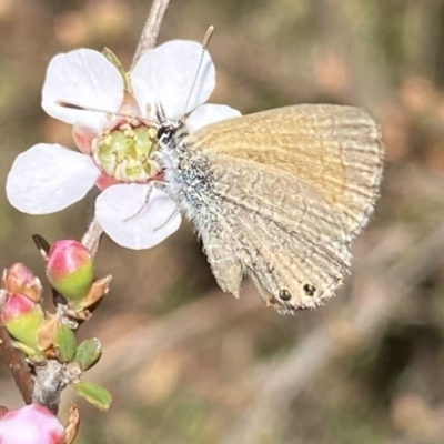 Nacaduba biocellata (Two-spotted Line-Blue) at Mount Jerrabomberra QP - 30 Sep 2023 by Steve_Bok