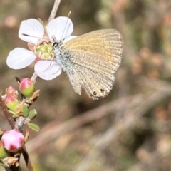 Nacaduba biocellata at Jerrabomberra, NSW - 30 Sep 2023