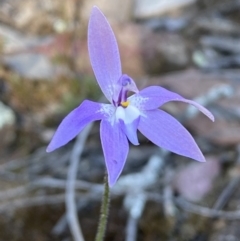 Glossodia major (Wax Lip Orchid) at Jerrabomberra, NSW - 30 Sep 2023 by Steve_Bok