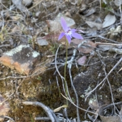 Glossodia major at Jerrabomberra, NSW - suppressed