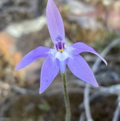 Glossodia major at Jerrabomberra, NSW - 30 Sep 2023