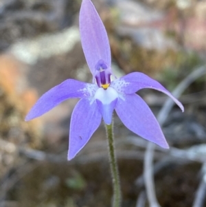 Glossodia major at Jerrabomberra, NSW - suppressed