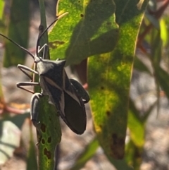 Mictis profana (Crusader Bug) at QPRC LGA - 30 Sep 2023 by Steve_Bok