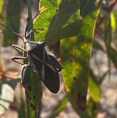 Mictis profana (Crusader Bug) at Karabar, NSW - 30 Sep 2023 by Steve_Bok