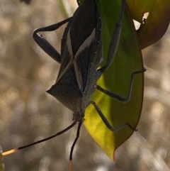 Mictis profana at Karabar, NSW - 30 Sep 2023 03:45 PM