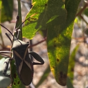 Mictis profana at Karabar, NSW - 30 Sep 2023