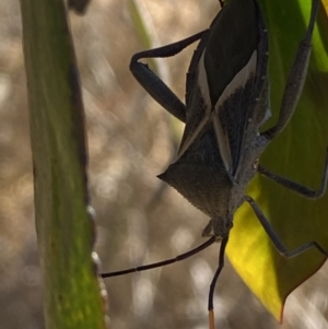 Mictis profana at Karabar, NSW - 30 Sep 2023