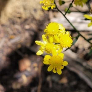 Senecio madagascariensis at Braddon, ACT - 30 Sep 2023