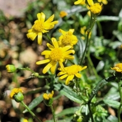 Senecio madagascariensis at Braddon, ACT - 30 Sep 2023