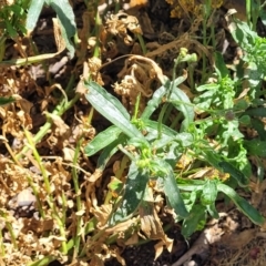 Senecio madagascariensis at Braddon, ACT - 30 Sep 2023