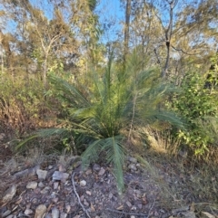 Macrozamia communis (Burrawang) at Deua National Park - 30 Sep 2023 by Csteele4