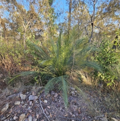 Macrozamia communis (Burrawang) at Deua River Valley, NSW - 30 Sep 2023 by Csteele4