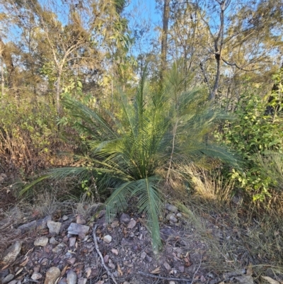 Macrozamia communis (Burrawang) at Deua National Park - 30 Sep 2023 by Csteele4