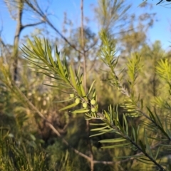 Persoonia linearis (Narrow-leaved Geebung) at Deua River Valley, NSW - 30 Sep 2023 by Csteele4