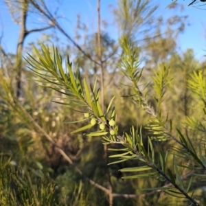 Persoonia linearis at Deua River Valley, NSW - 30 Sep 2023