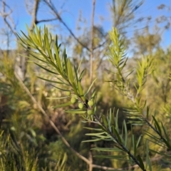 Persoonia linearis at Deua River Valley, NSW - suppressed