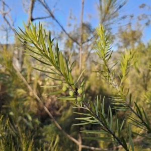 Persoonia linearis at Deua River Valley, NSW - suppressed