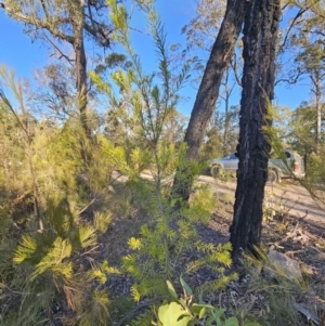 Persoonia linearis at Deua River Valley, NSW - 30 Sep 2023