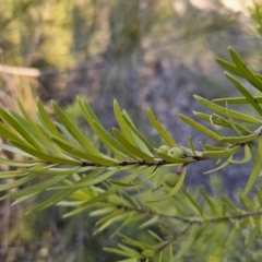 Persoonia linearis at Deua River Valley, NSW - suppressed