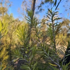 Persoonia linearis at Deua River Valley, NSW - 30 Sep 2023