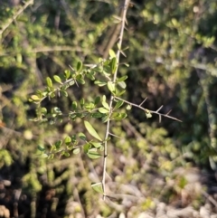 Bursaria spinosa (Native Blackthorn, Sweet Bursaria) at Deua River Valley, NSW - 30 Sep 2023 by Csteele4
