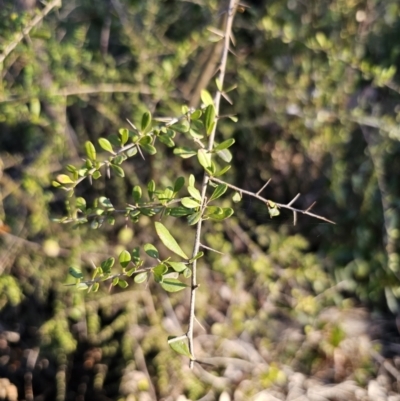 Bursaria spinosa (Native Blackthorn, Sweet Bursaria) at Deua River Valley, NSW - 30 Sep 2023 by Csteele4