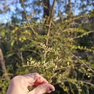 Bursaria spinosa at Deua National Park - 30 Sep 2023