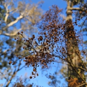 Bursaria spinosa at Deua National Park - 30 Sep 2023