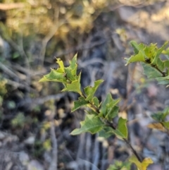 Podolobium ilicifolium (prickly shaggy-pea) at Deua River Valley, NSW - 30 Sep 2023 by Csteele4