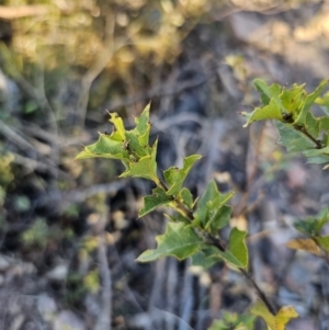 Podolobium ilicifolium at Deua River Valley, NSW - 30 Sep 2023 04:48 PM