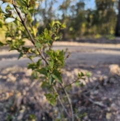 Podolobium ilicifolium at Deua River Valley, NSW - 30 Sep 2023 04:48 PM