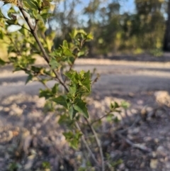 Podolobium ilicifolium at Deua River Valley, NSW - 30 Sep 2023