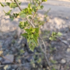 Podolobium ilicifolium at Deua River Valley, NSW - 30 Sep 2023