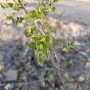 Podolobium ilicifolium at Deua River Valley, NSW - 30 Sep 2023 04:48 PM