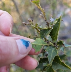 Podolobium ilicifolium at Deua River Valley, NSW - 30 Sep 2023