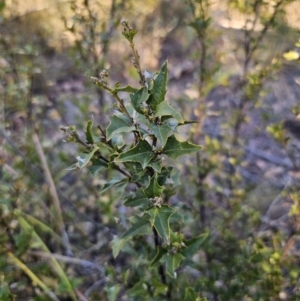 Podolobium ilicifolium at Deua River Valley, NSW - 30 Sep 2023 04:48 PM