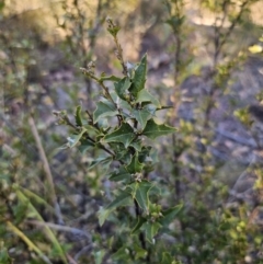 Podolobium ilicifolium at Deua River Valley, NSW - 30 Sep 2023