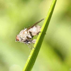 Muscidae (family) (Unidentified muscid fly) at Haig Park - 24 Sep 2023 by ConBoekel