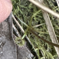 Drosera auriculata (Tall Sundew) at Aranda Bushland - 30 Sep 2023 by lbradley