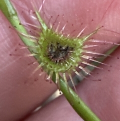 Drosera auriculata at Aranda, ACT - 30 Sep 2023