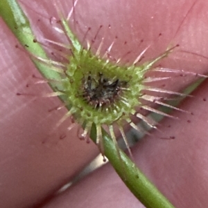 Drosera auriculata at Aranda, ACT - 30 Sep 2023