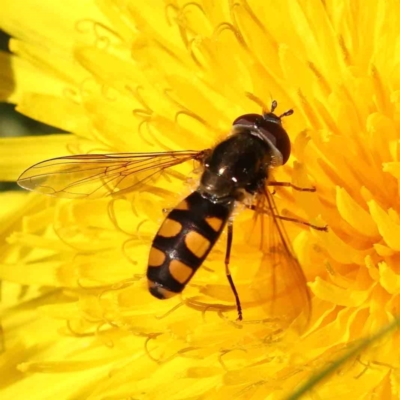 Melangyna viridiceps (Hover fly) at Haig Park - 24 Sep 2023 by ConBoekel